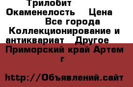 Трилобит Asaphus. Окаменелость. › Цена ­ 300 - Все города Коллекционирование и антиквариат » Другое   . Приморский край,Артем г.